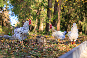Three chickens are walking around a log in a grassy area