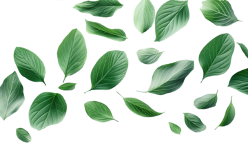 Soft green leaf drifting isolated on transparent background