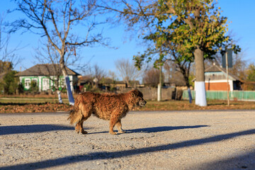 Naklejka premium A brown dog is walking on a road in front of a house