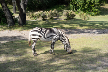 zebra eating grass