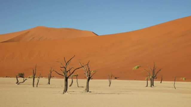 Petrified wood, tree in Deadvlei, Sossusvlei, Namibia, Africa. Large, tall high, red sand dunes in desert environment with arid, dry salt lake bed 