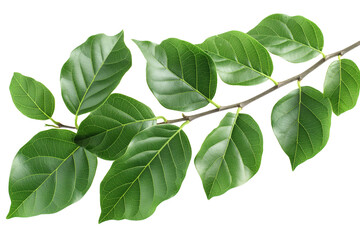 Obraz premium Green leaves of Ficus Benjamina with twigs isolated on a transparent background