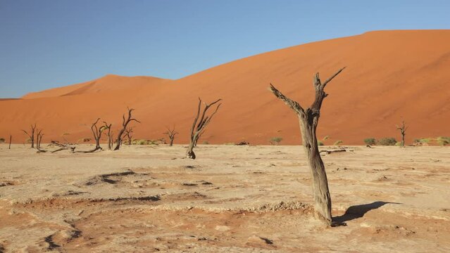 Petrified wood, tree in Deadvlei, Sossusvlei, Namibia, Africa. Large, tall high, red sand dunes in desert environment with arid, dry salt lake bed 