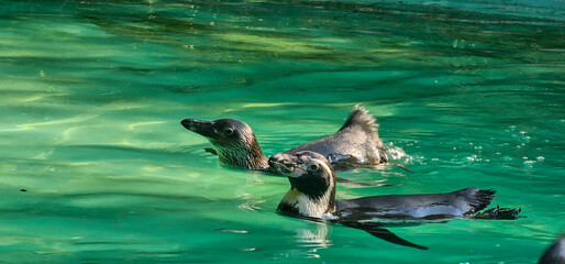 Obraz premium Humboldt Penguin (Spheniscus humboldti) in a zoo