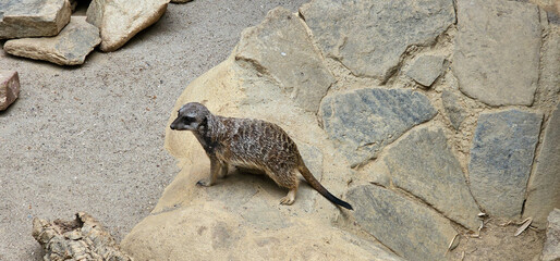Portrait of Meerkat Suricata suricatta, African native animal, small carnivore belonging to the mongoose family in the zoo