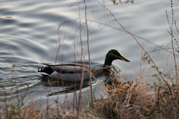duck swim on lake