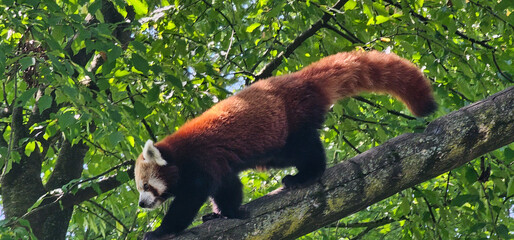 Red panda (Ailurus fulgens fulgens) in a zoo