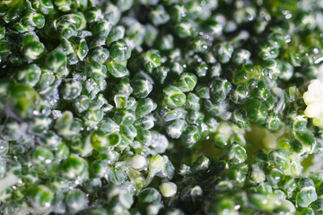 Macro shot of frozen broccoli floret