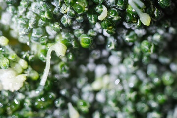 Macro shot of frozen broccoli floret