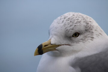 close up of a seagull