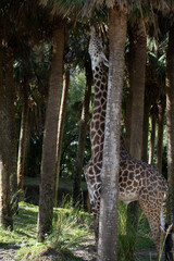 giraffe in the woods