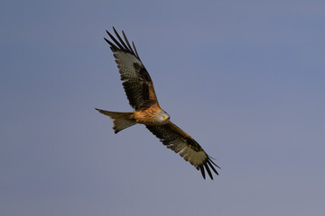 Fototapeta premium Milano Real en Hoyo de Manzanares en Madrid