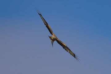 Milano Real en Hoyo de Manzanares en Madrid