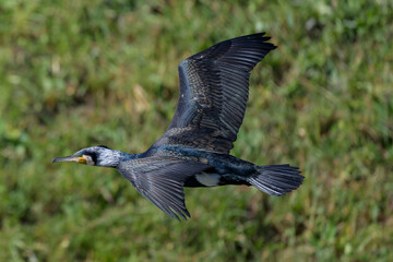 Cormorán grande en Hoyo de Manzanares en Madrid
