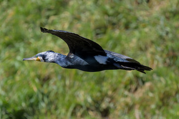 Cormorán grande en Hoyo de Manzanares en Madrid
