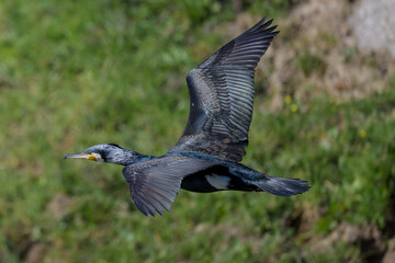 Cormorán grande en Hoyo de Manzanares en Madrid
