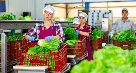 Busy female worker of vegetable sorting and processing factory arranging selected fresh organic...