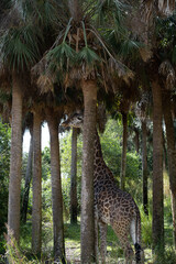 giraffe in the tree