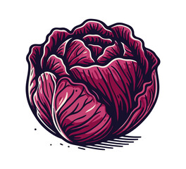 Red cabbage hand drawn vector illustration
