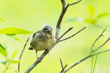 A close-up of a juvenile Eurasian chaffinch perching on a summer day in Estonia, Northern Europe