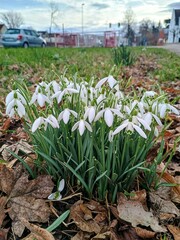 spring in the garden