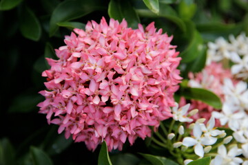pink Ixora coccinea flowers