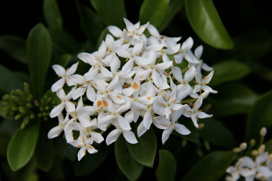 white Ixora coccinea flowers