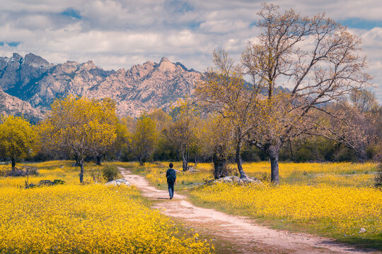 Tranquil walk through Sierra de Guadarrama in Spring