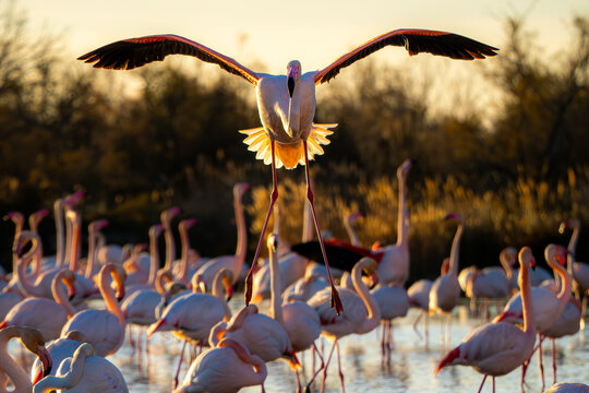 Fototapeta Flamingo taking flight during sunset amidst flock