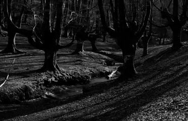 Dramatic play of light and shadow among the gnarled beech trees of Ozarreta, casting a mysterious ambiance