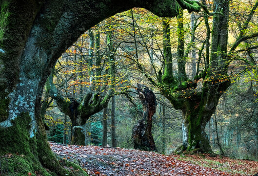 Ancient beech trees with moss-covered trunks in Ozarreta, standing as timeless sentinels of the forest