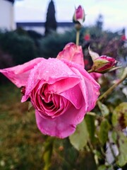 pink rose with drops