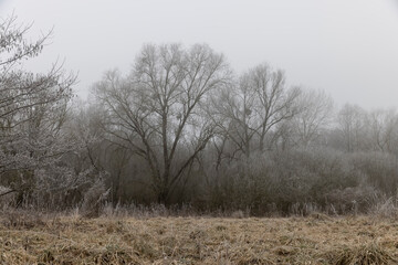 trees after frosts in foggy weather