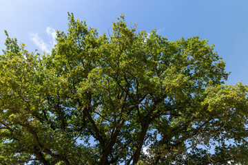 stubble of wheat and one oak with green foliage in a field