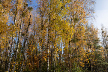 yellowed foliage on birch trees in the autumn season