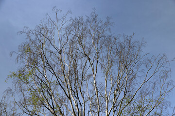 beautiful trees in warm spring weather with the first foliage