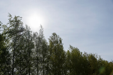beautiful young foliage on the trees
