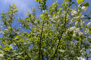 a flowering cherry tree in the spring season, a spring park