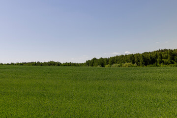 a field with green wheat in sunny weather
