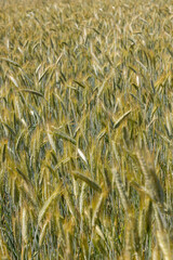 beautiful golden ripe wheat ears in the summer
