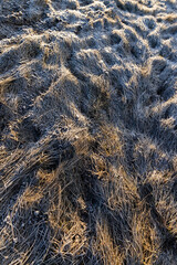 the field with frozen winter grass in the morning