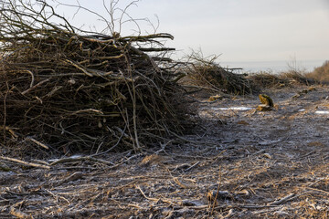 cutting and harvesting of wood