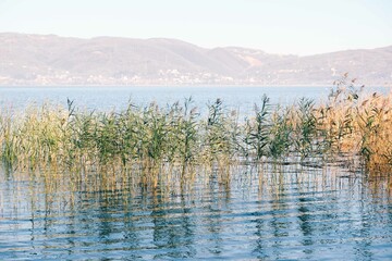 Reed plants growing in the lake, Sapanca Lake, Turkey