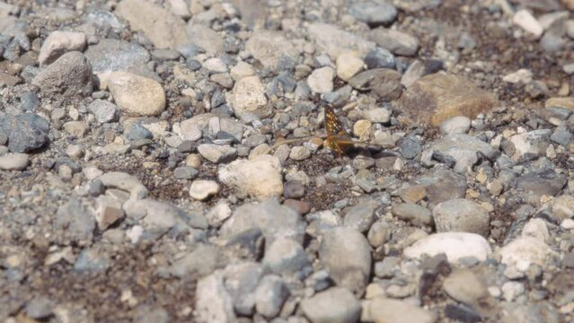 Orange and black pearl crescent butterfly sitting on a rocky ground. Slow motion. 