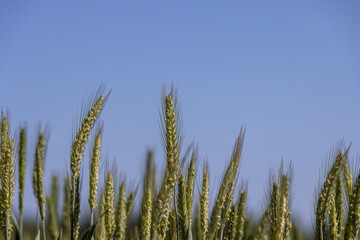 Obraz premium a field with green unripe cereals in summer