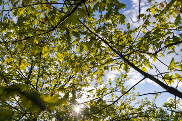 oak foliage and flowers in the spring season