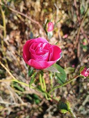 pink rose in garden