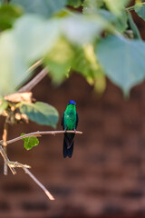 green and blue hummingbird on a branch and flying
