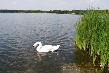Schwan im Leipziger Neuseenland am Cospudener See in Markkleeberg