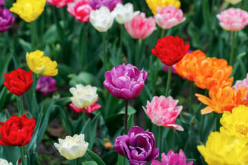 A purple tulip among many colorful flowers. Selective focus. Close up.